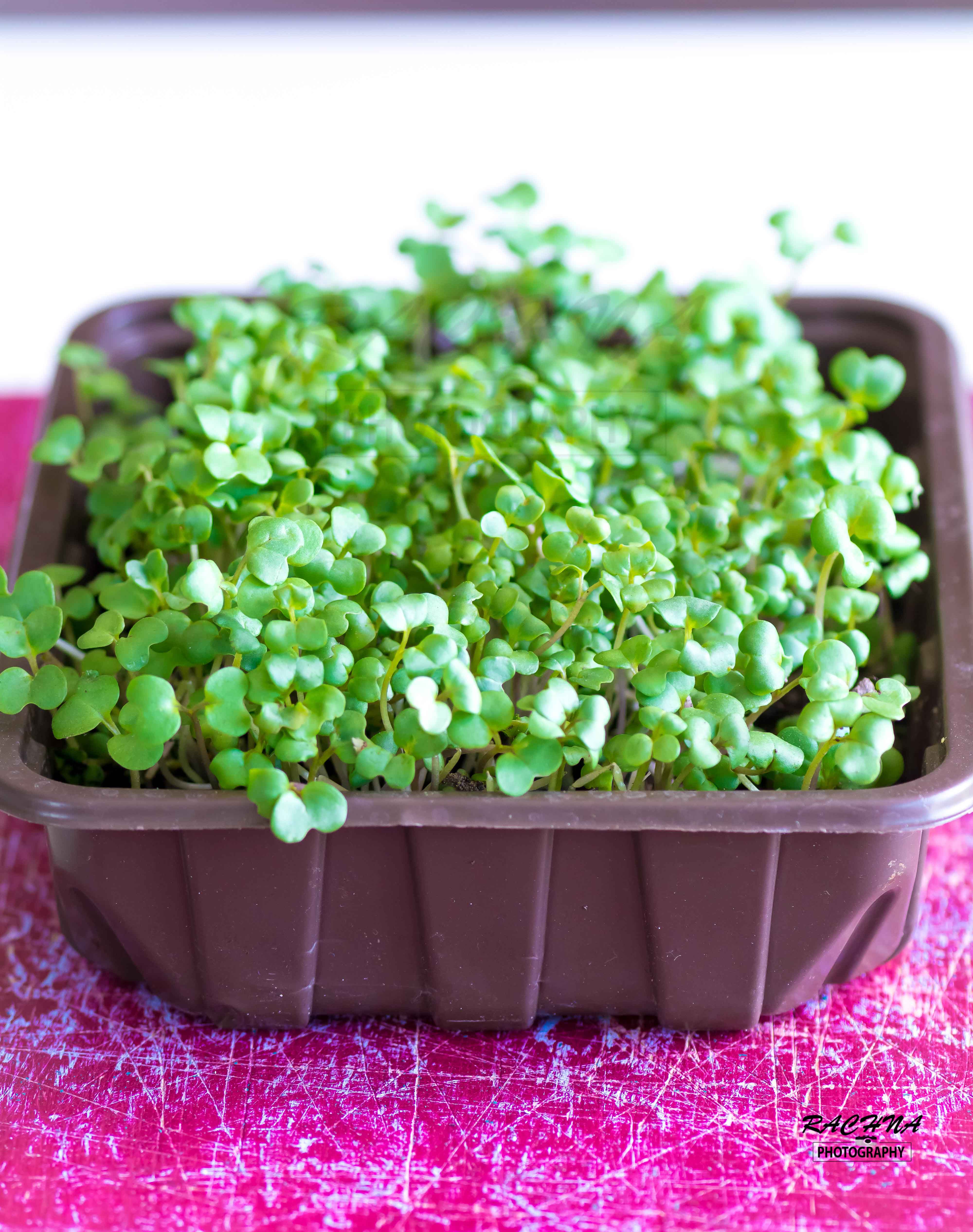 growing mustard micro greens